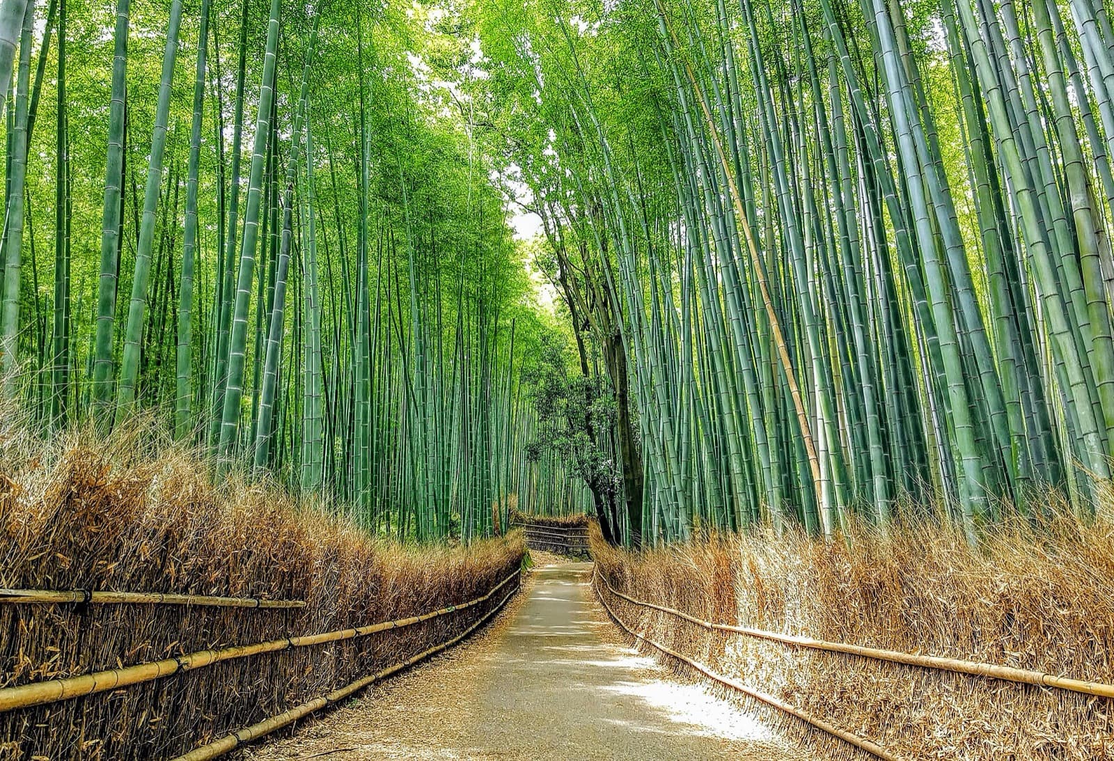 嵐山に行くなら|竹林は朝、天龍寺の時間、月灯路とトロッコ(2026)