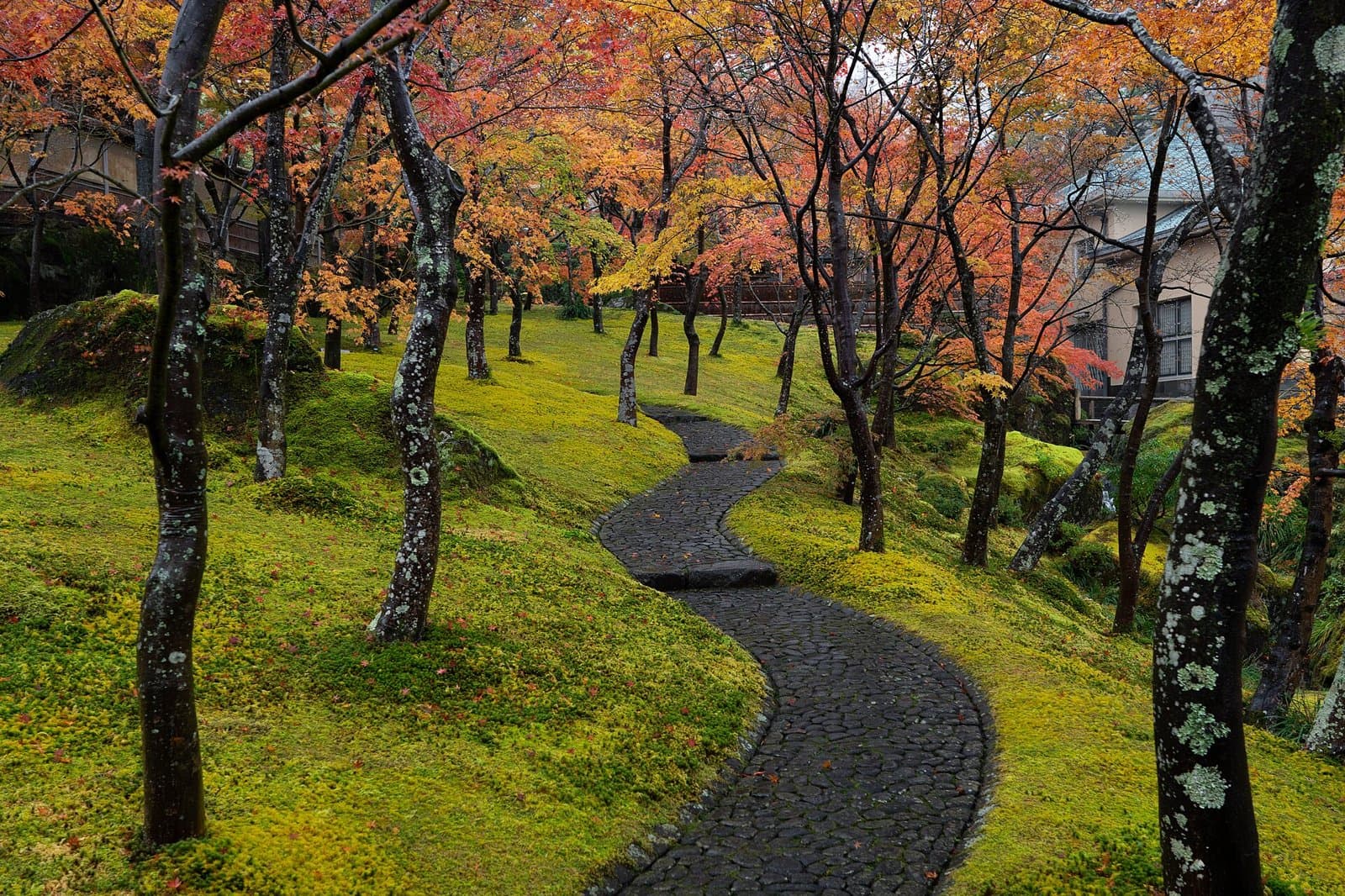 箱根の紅葉2026|混雑・渋滞と、上から下へ動く見頃