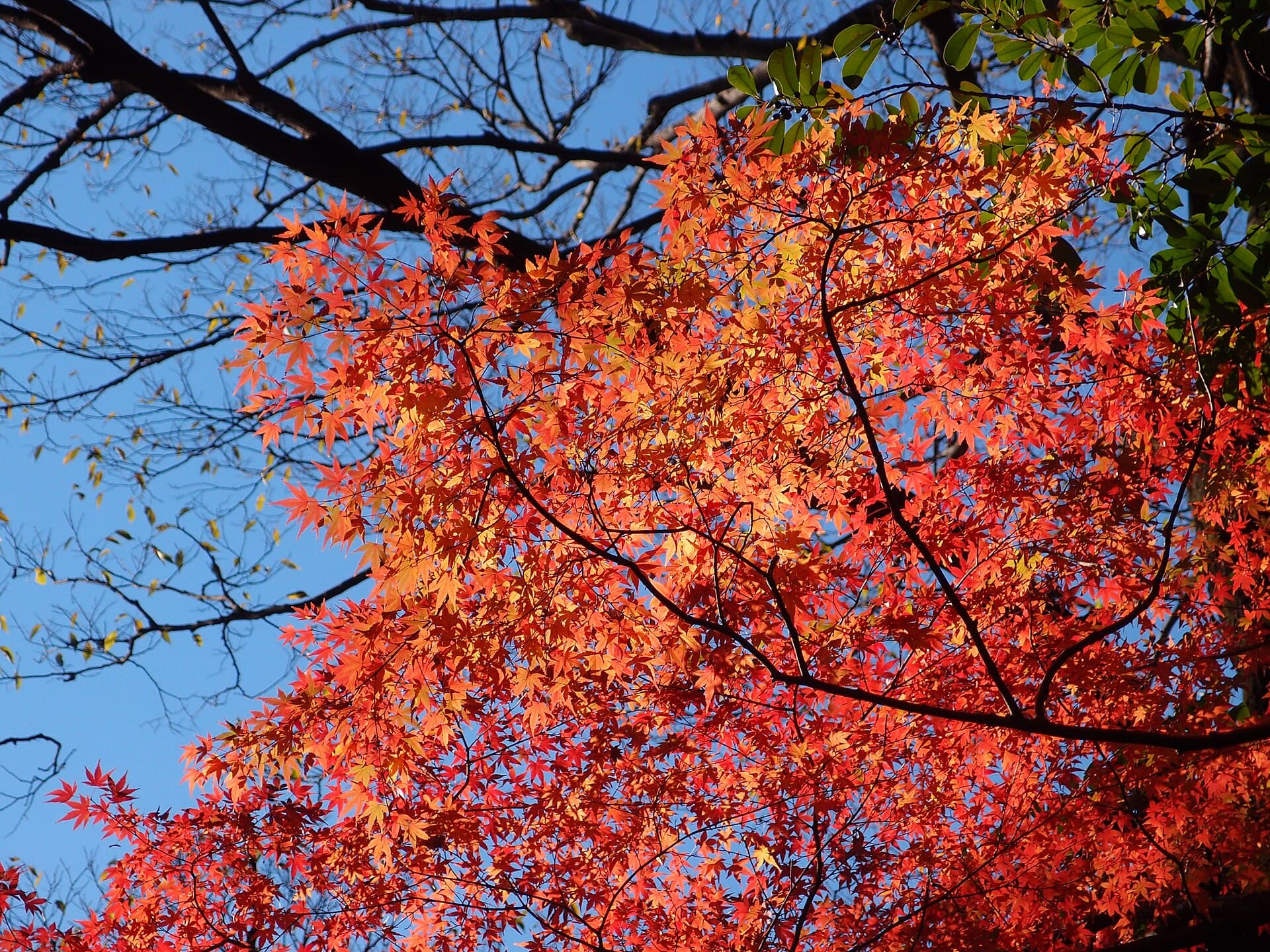 Tokyo Autumn Leaves 2026: Why the Ginkgo and Maples Miss Each Other