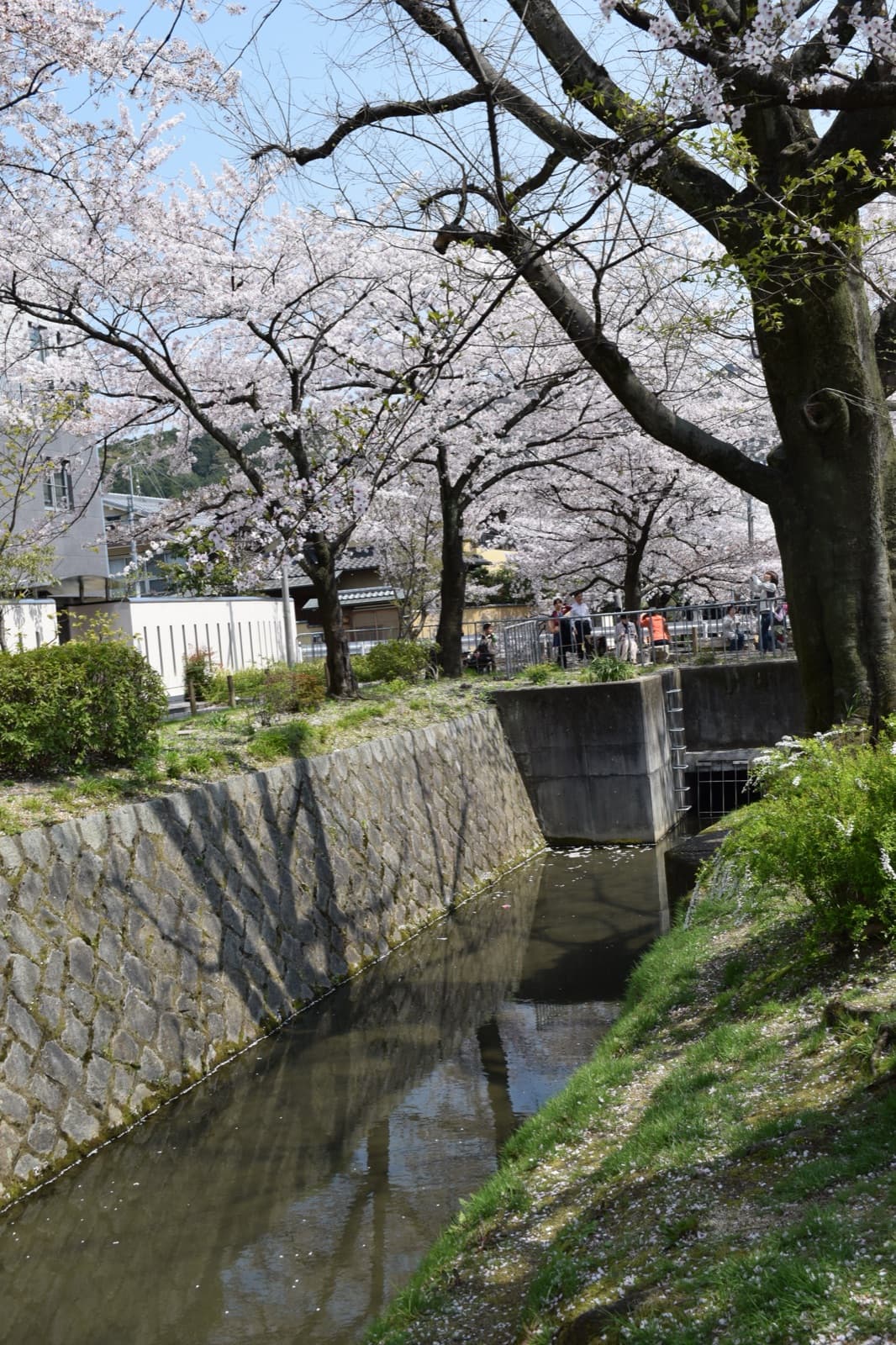 Japan in April 2027: Peak Sakura, the Golden Week Runup, and the Quiet Middle