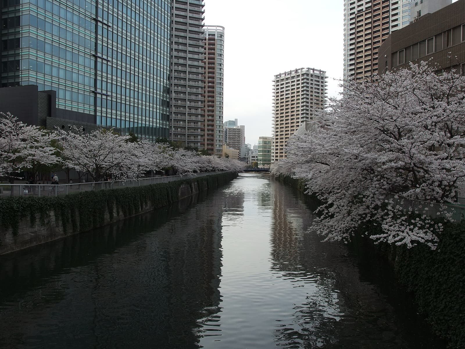 Nakameguro Guide 2026: Canal, Coffee, Sakura