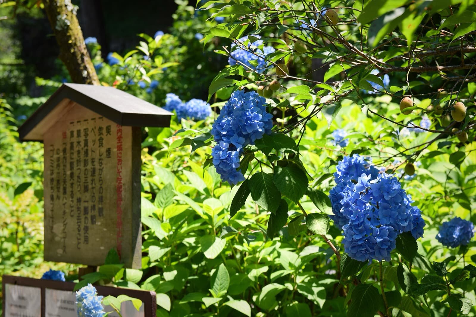 Japan Rainy Season 2026 (Tsuyu): Still Visit? Dates by City