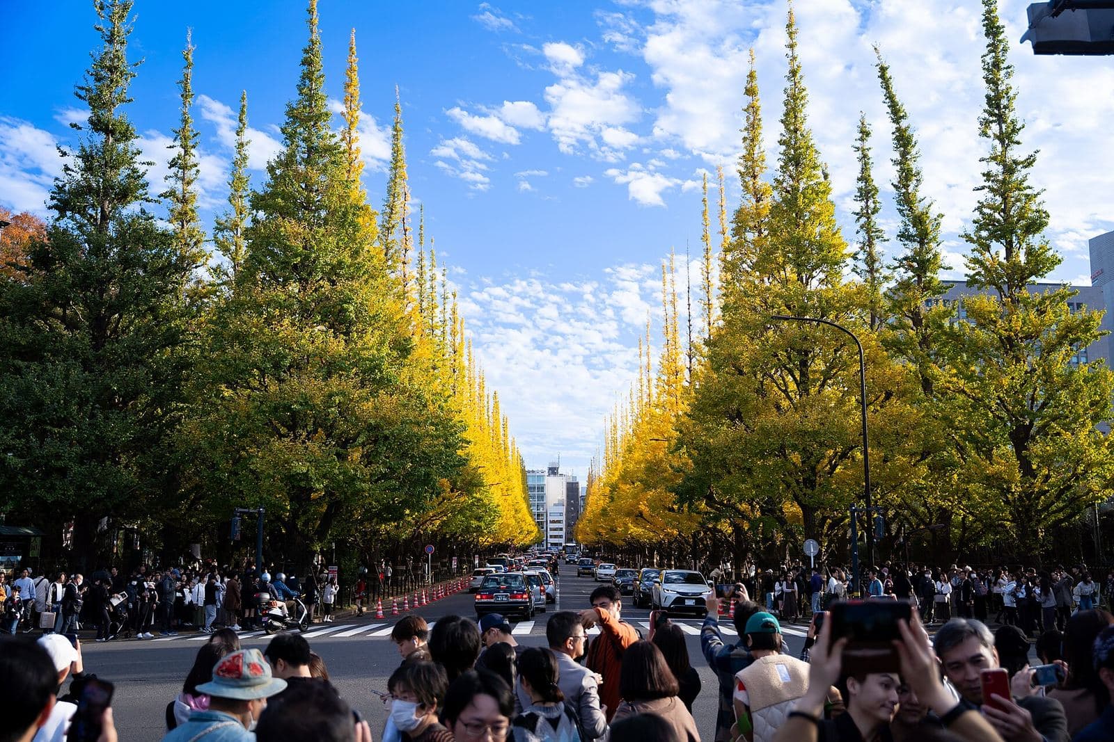 Tokyo Ginkgo Avenue (Jingu Gaien): Peak Timing and Crowds