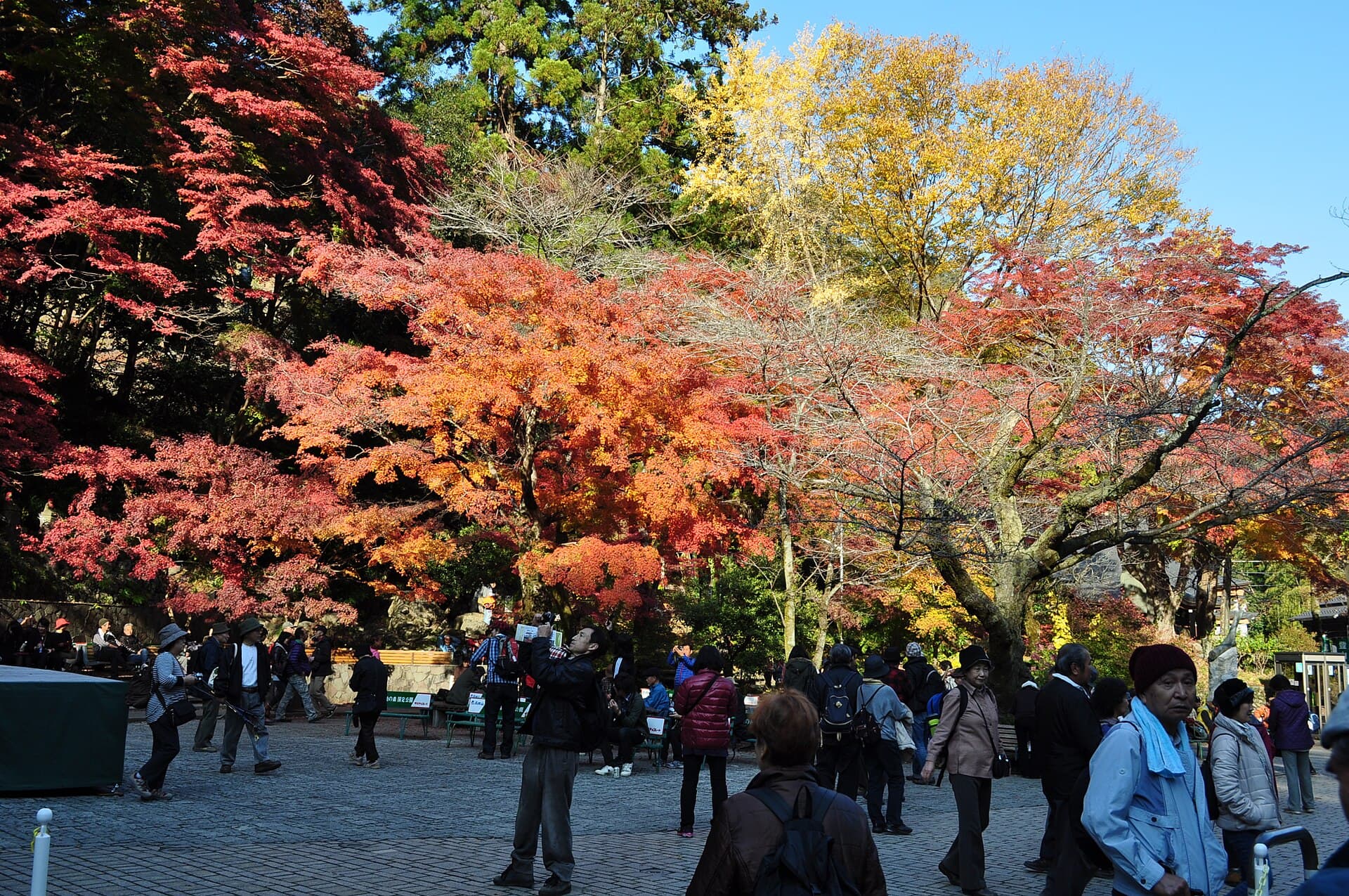 Takao during the momiji festival — plenty of colour, plenty of company