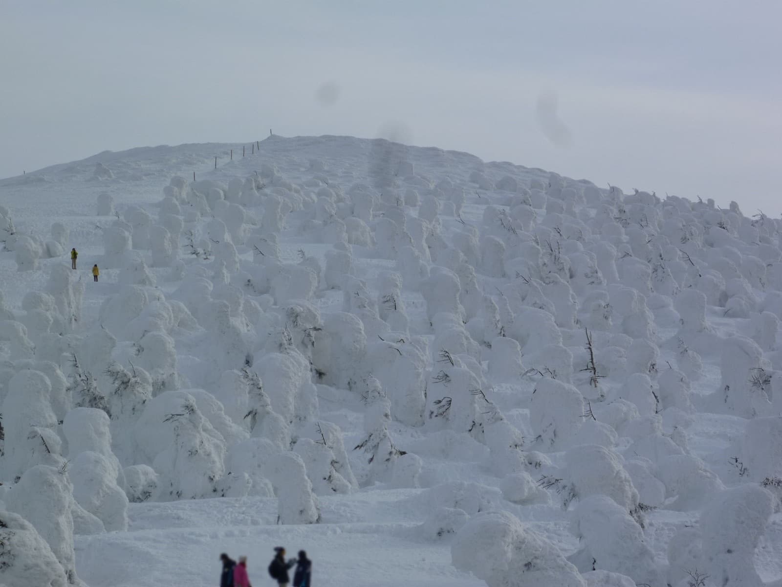 Frost-covered "snow monster" trees (juhyo) at Zao Onsen, Yamagata